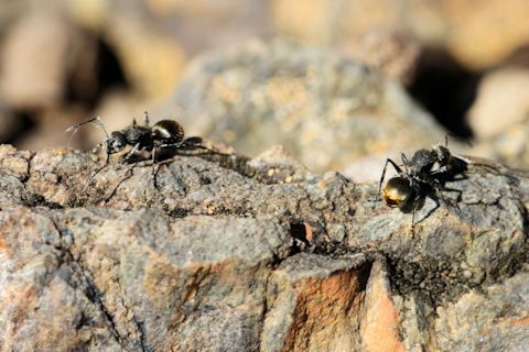 Spiny Ant (Polyrhachis vermiculosa) (Polyrachis vermiculosa)